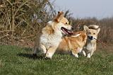 CORGI PEMBROKE 827